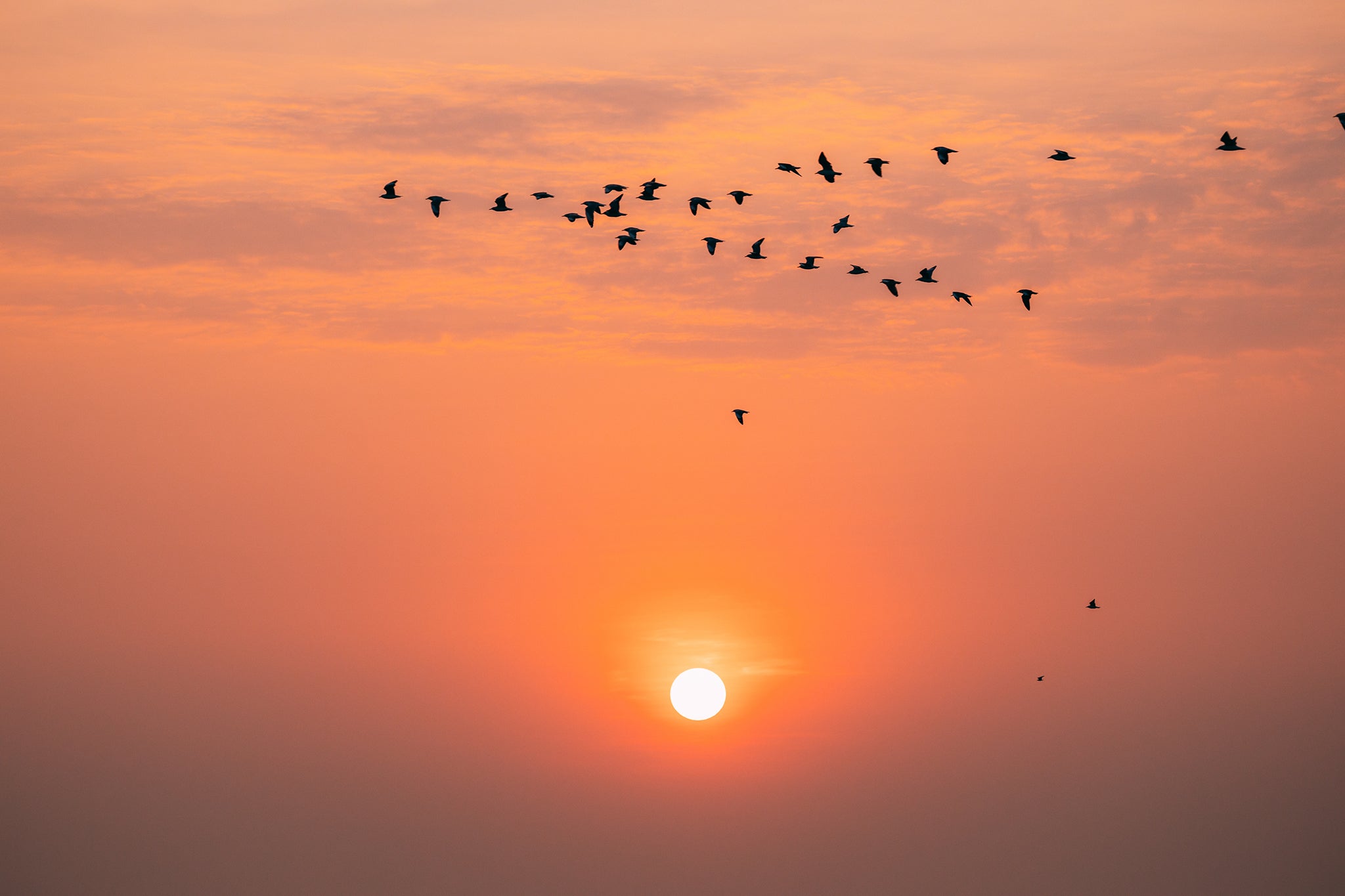 Flying Birds Ekenberg Scandinavia